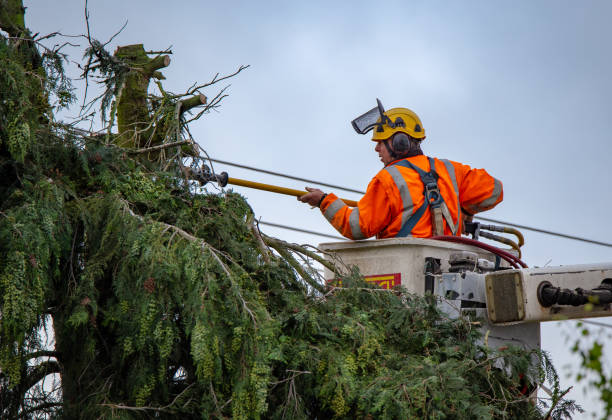 Best Arborist Consultation Services  in Daisetta, TX