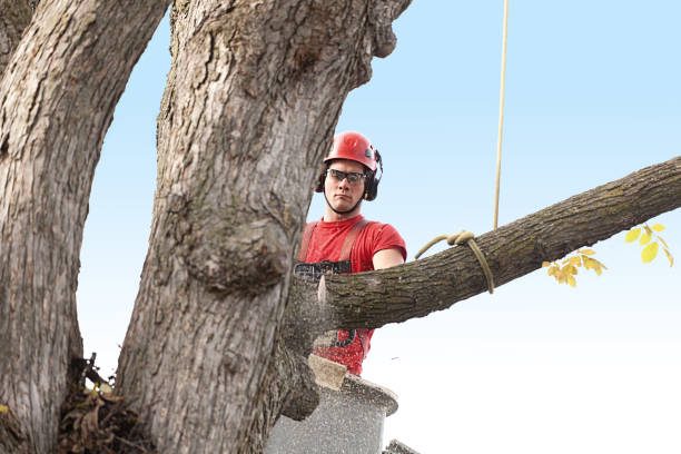 Daisetta, TX Tree Removal Services Company